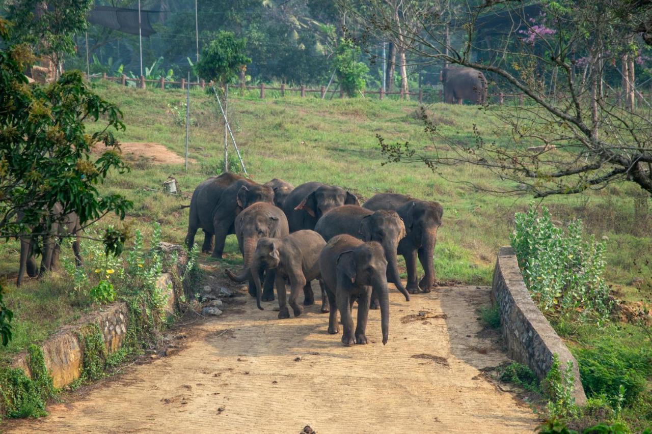 Pinnawala Elephant Front View Hotel Rambukkana エクステリア 写真